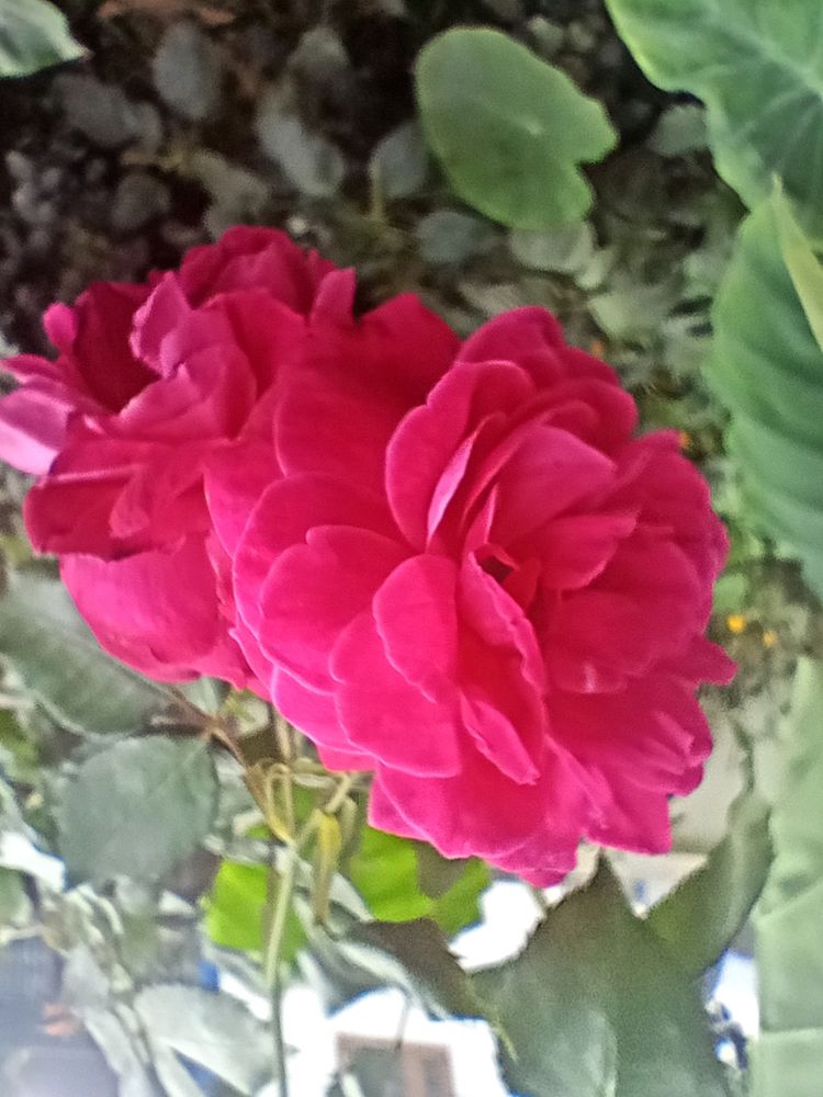 Beautiful Rose🌹stem