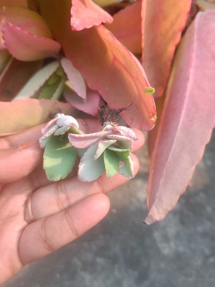 Both Combo Of Pencil Cactus And Stone Plant
