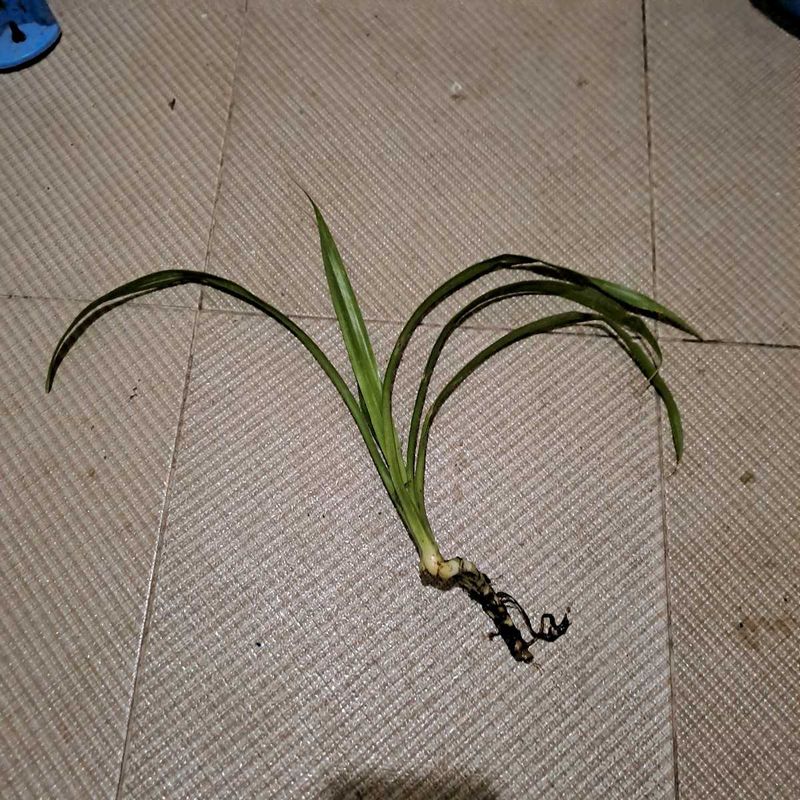 Kevada Pandanus / Thazampoo Plant