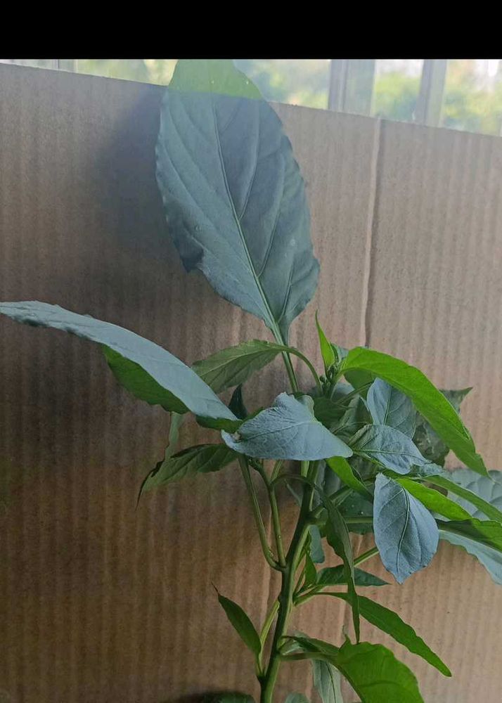 Chilli Plant