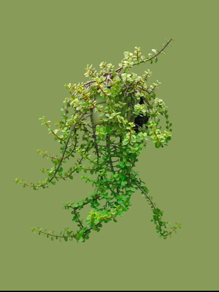 Dwarf Jade Plant