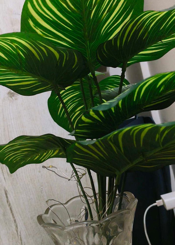 Decorative Green Plant 🌳🌿