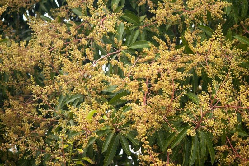 Thai Mango Plant