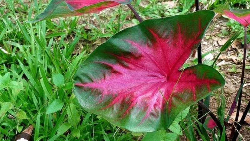 Caladium Plant