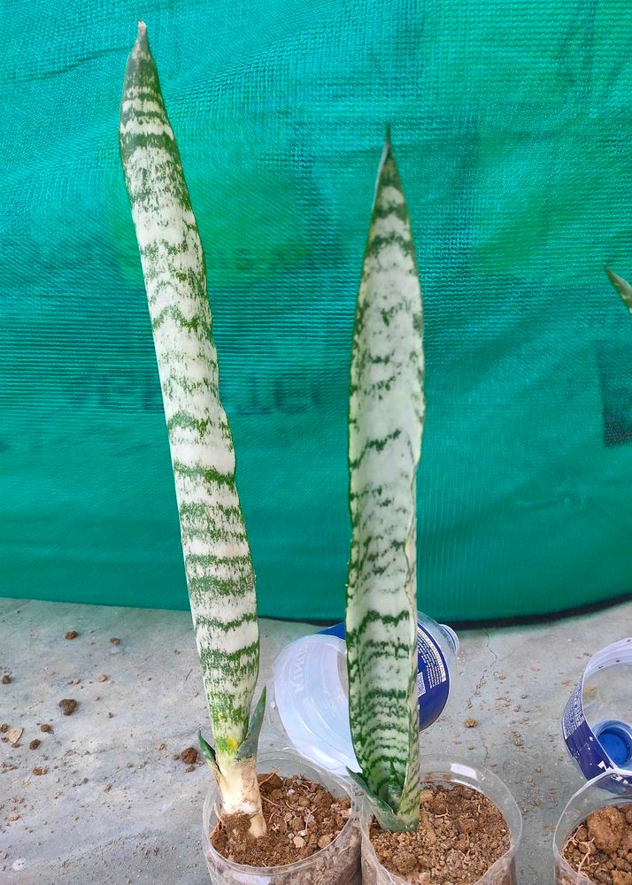 snack and money plant combo