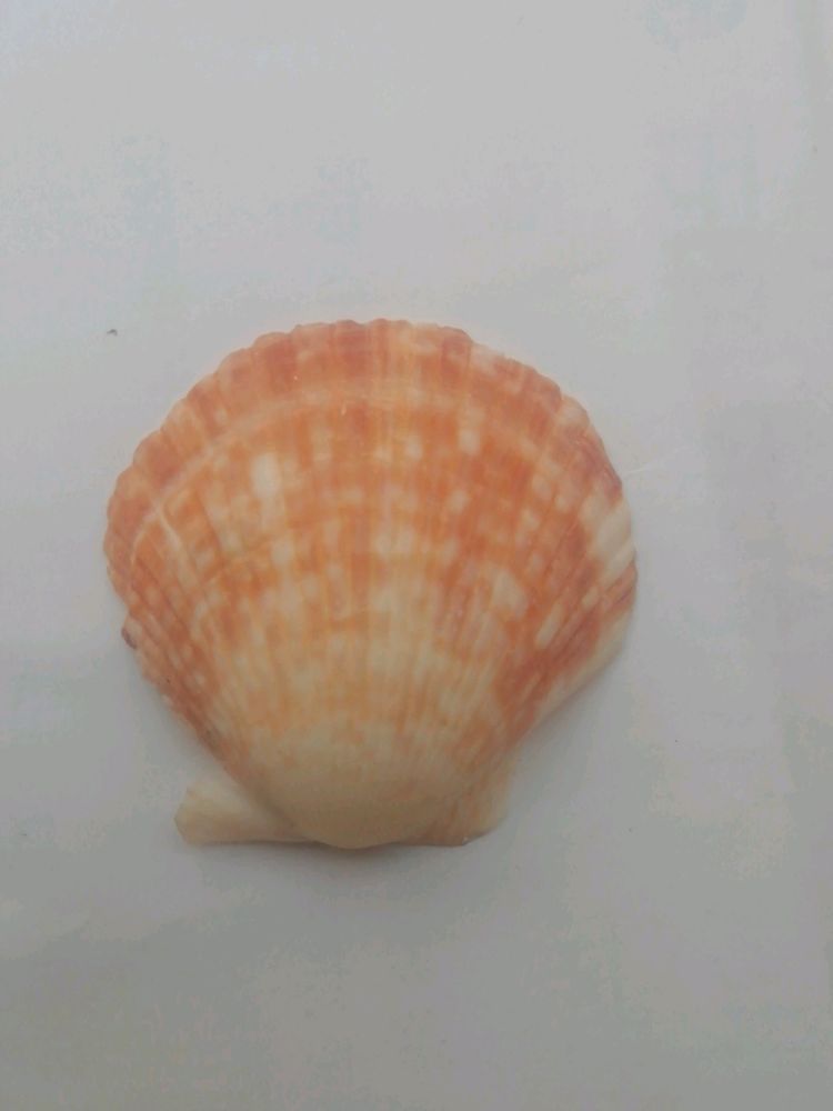 Seep (5 Pcs)