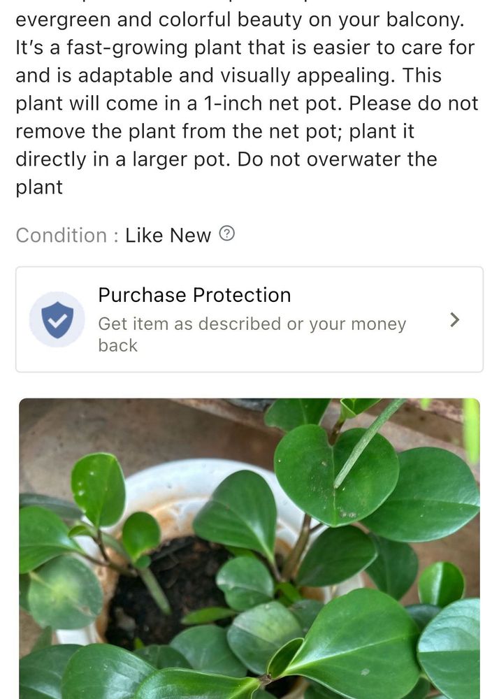 Peperonima Live Rooted Plant With Pot