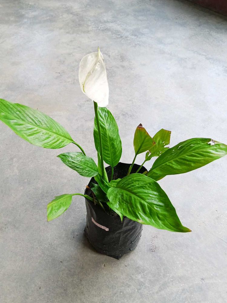 Peace Lily With Flowers