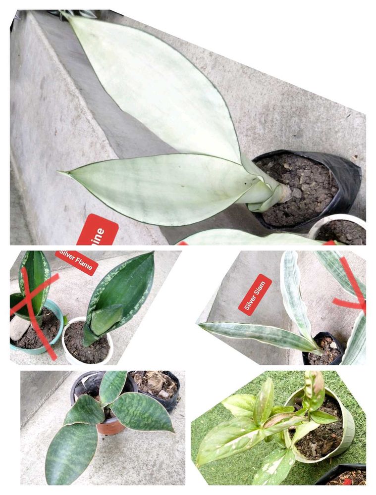 Assorted Sansevierias And Snygonuims Combo