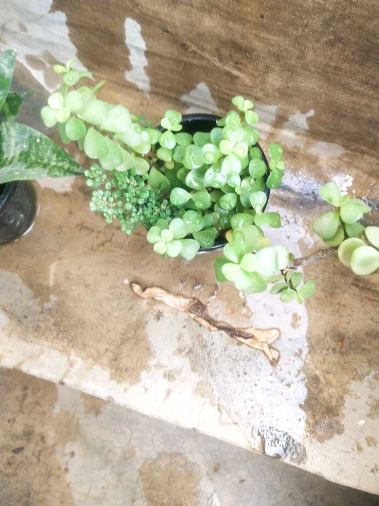 Combo Of 2 Plant Lucky Jade Or Bird Next Snake