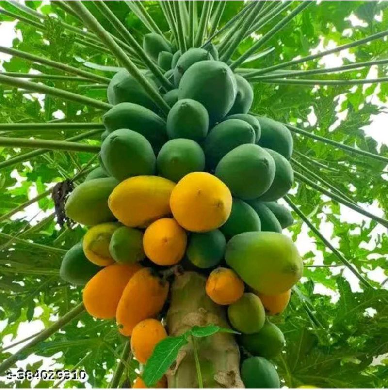 Papaya And Lau Combo Seeds Both Pack Of  50 Pieces