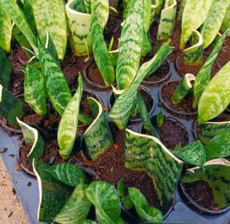Snake Plant Cuttings