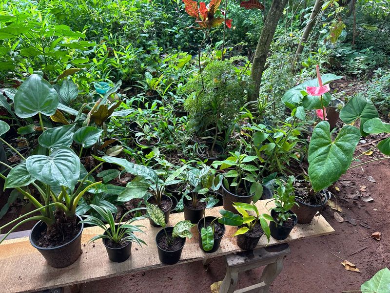 10 Live Root Plants