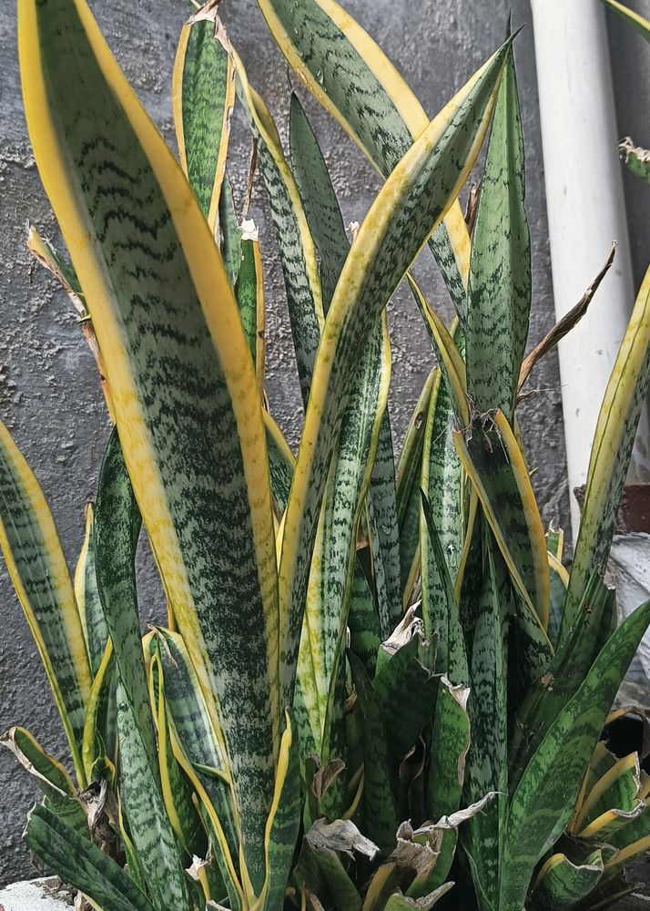 Snake Plant 🎉