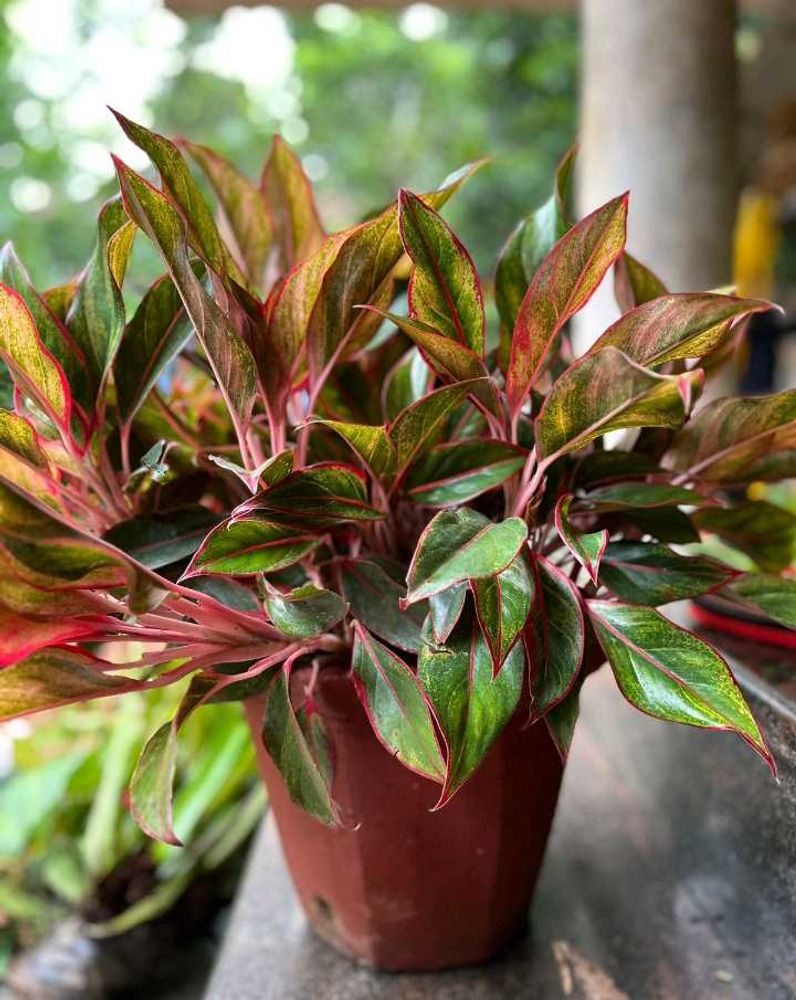 Aglaonema Plant