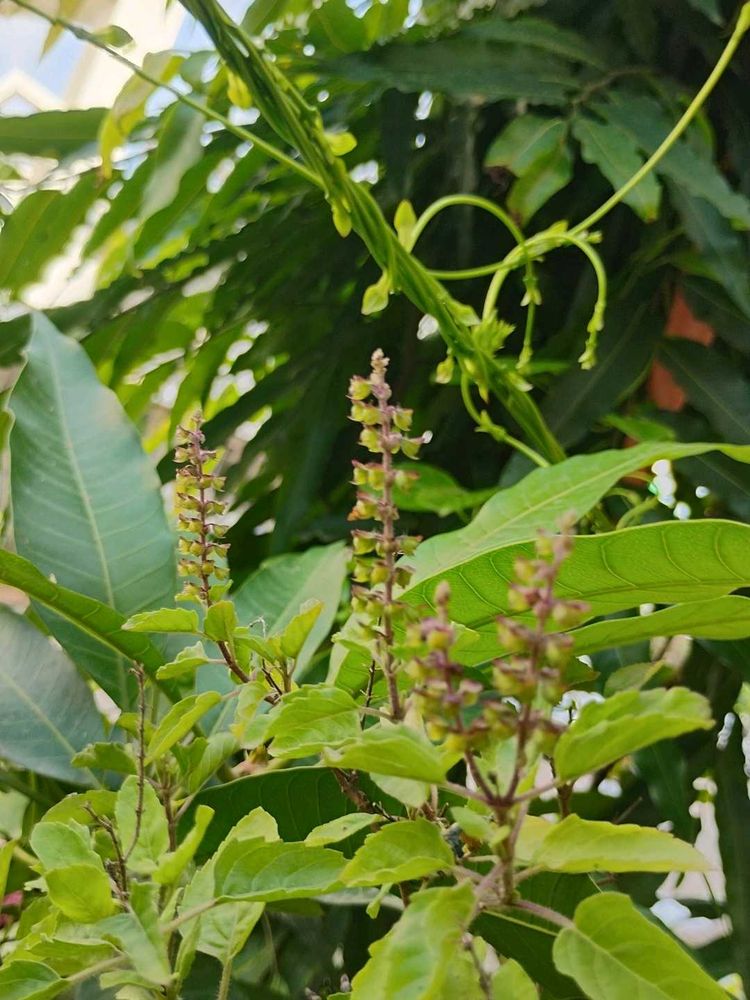 Tulsi Plant K Beej