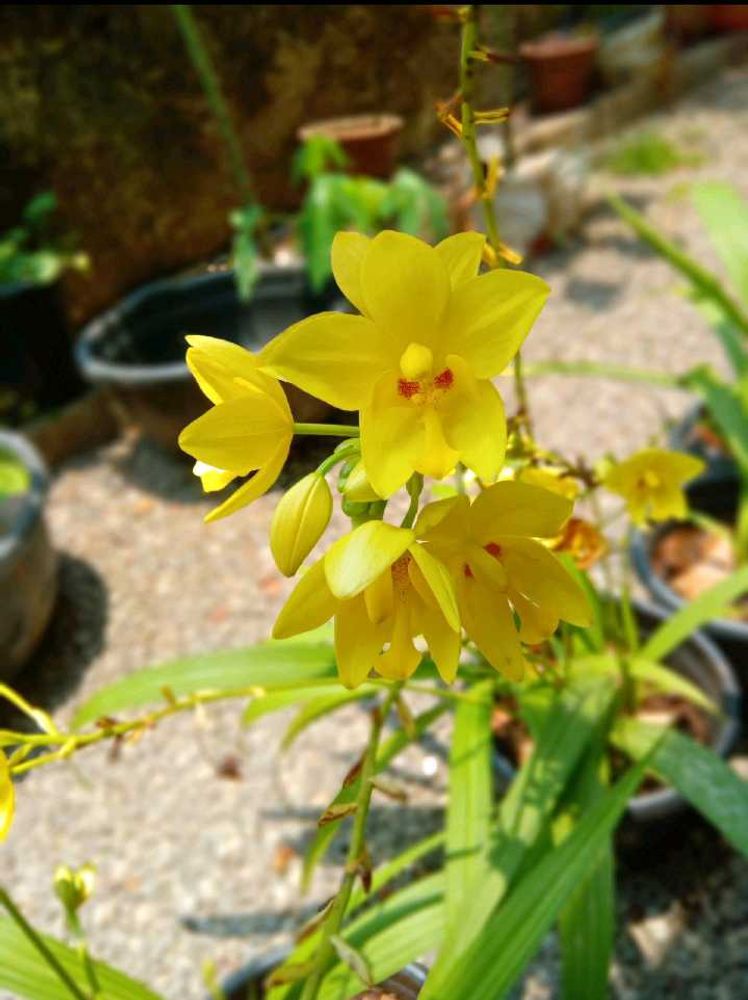 Yellow Ground Orchid🌼🌼🌼