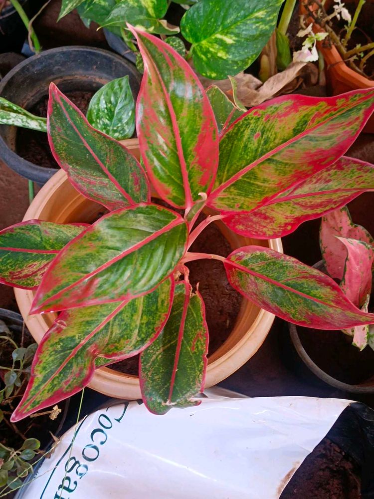 11 Rare Plant