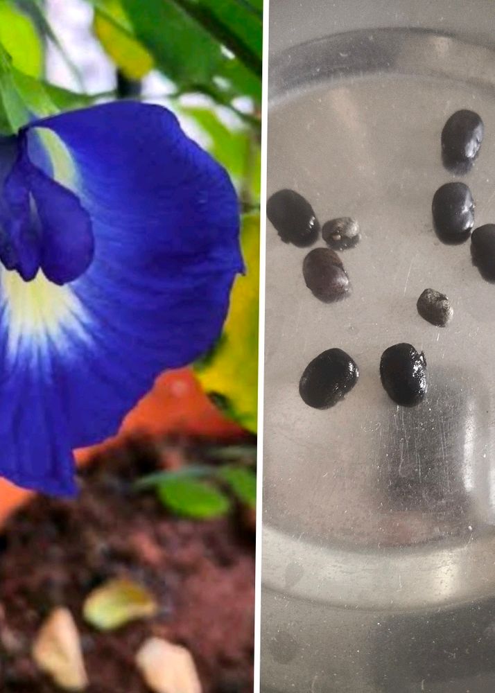 Neelkanth,Aprajita, Plant Seeds, Pack Of 10 Seeds