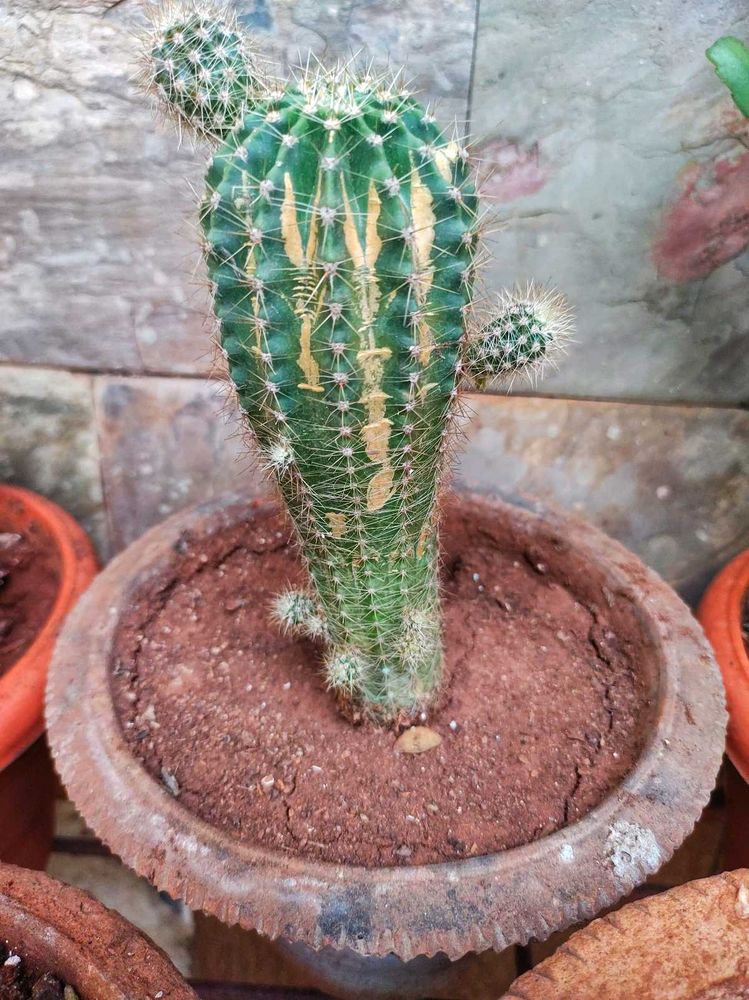Unique Green Cactus in Black Pot