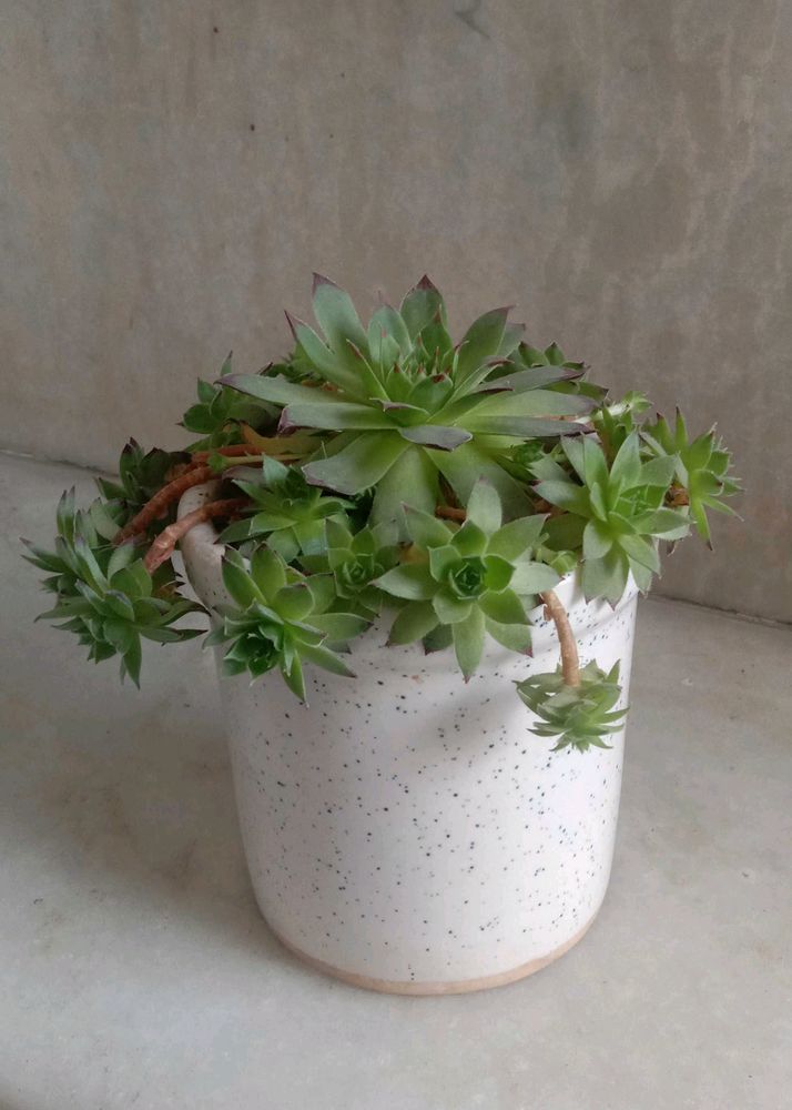 Laxmi Kamal With Plastic Pot