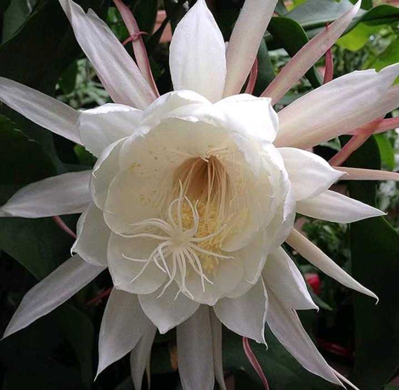 Brahma Kamal - Queen of the Night Epiphyllum