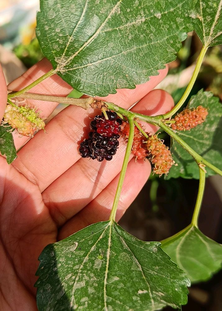 High Yielding Mulberry Fruit  Plant Stem Cuttings