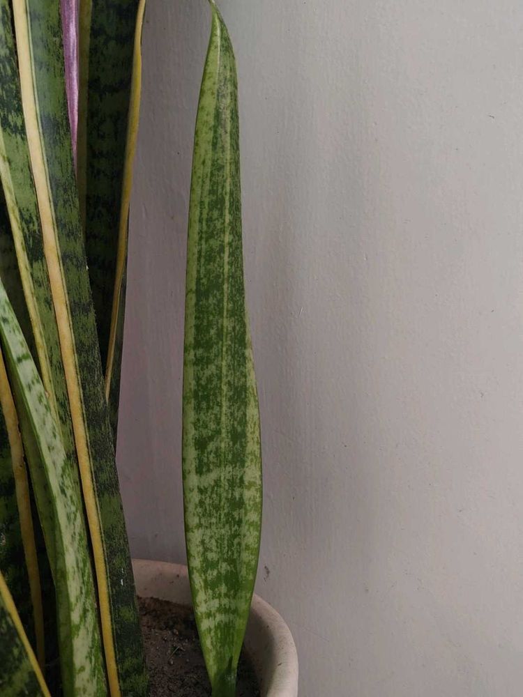Dracaena Trifasciata Plant