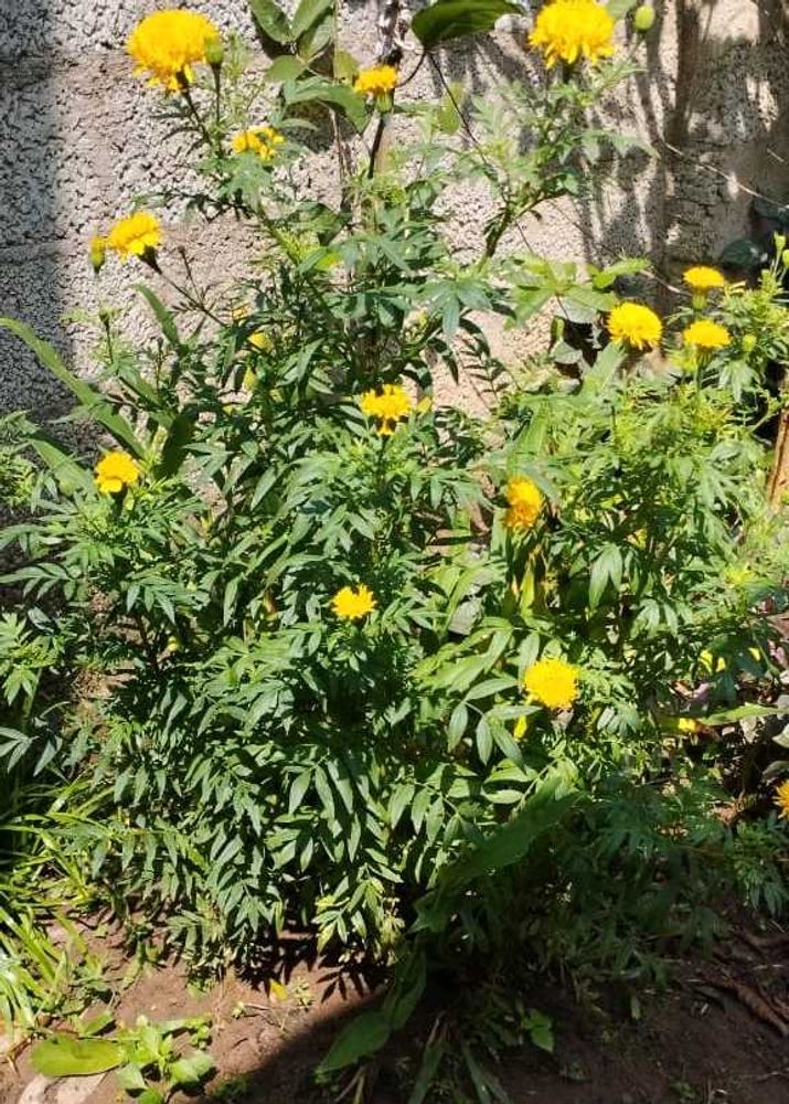 Orange Marigold Plant