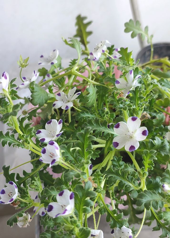 3 Plant Combo Seeds