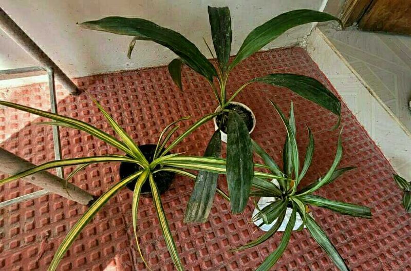 3 Set Beautiful Plants