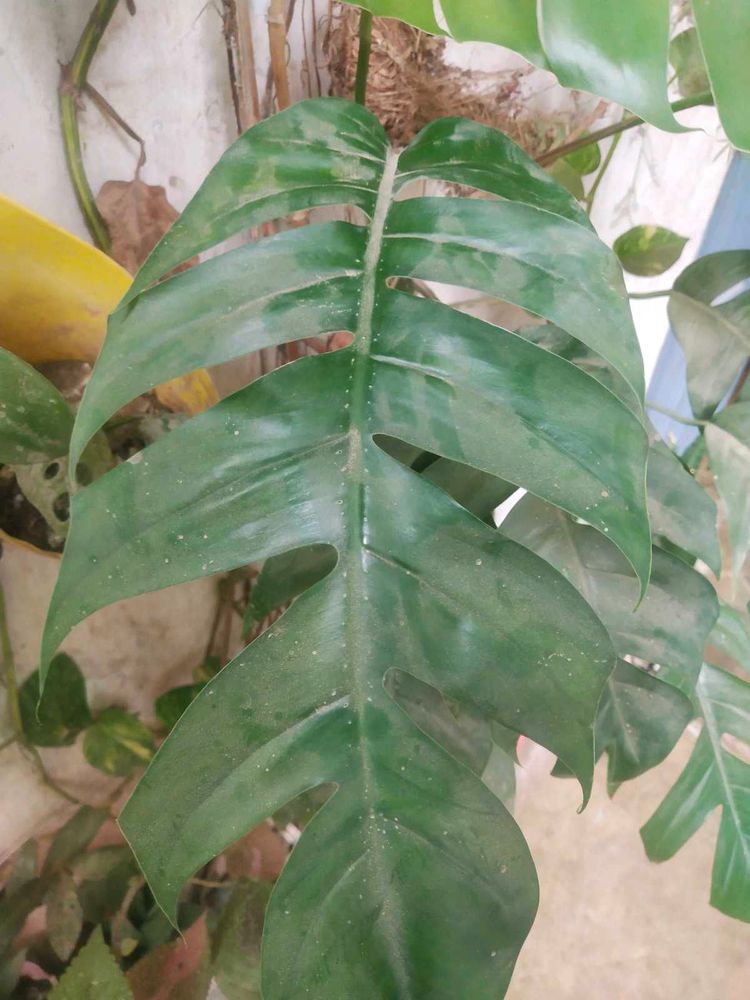 Permanent Showing Plant With Root