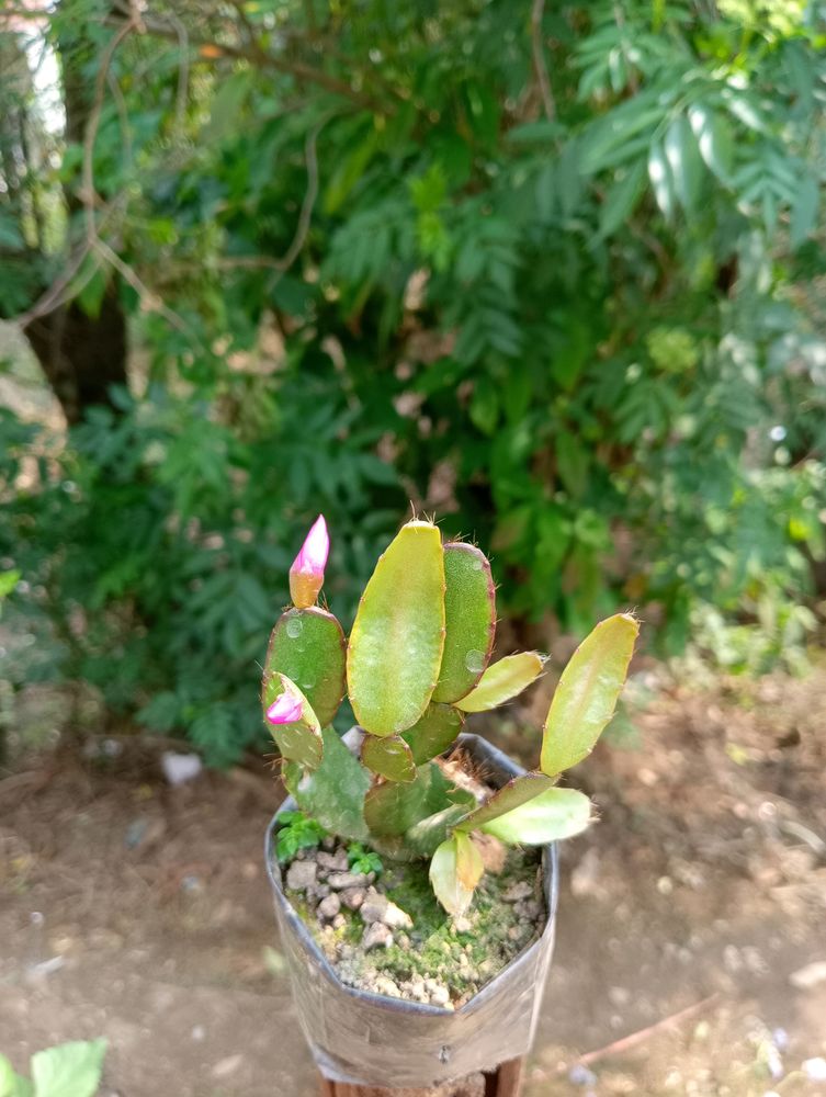 Zygo Or Christmas Cactus