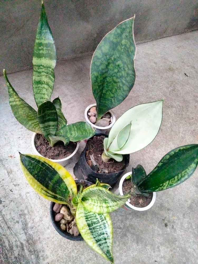 Assorted Sansevierias (5 Varieties)