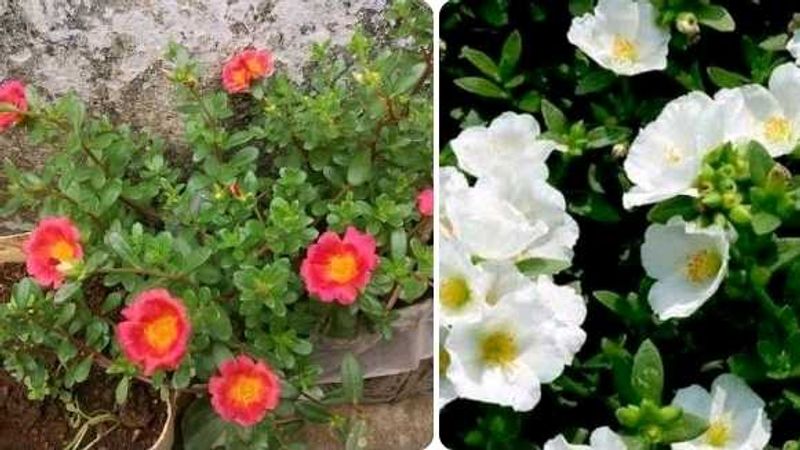 Plant Combo
