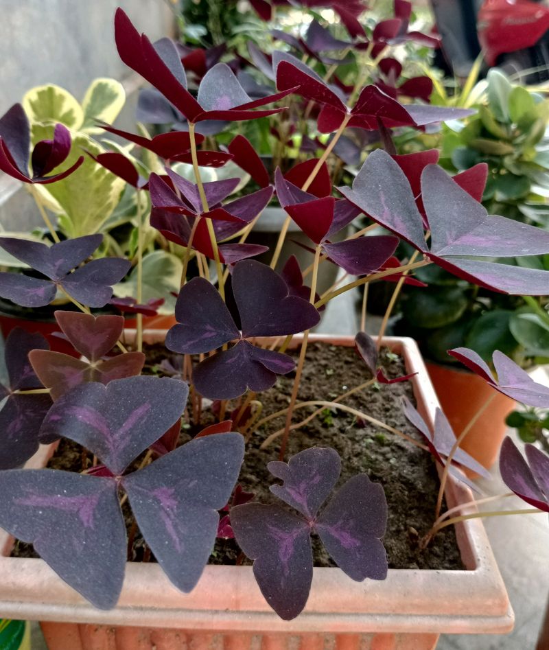 Purple Oxalis Triangularis