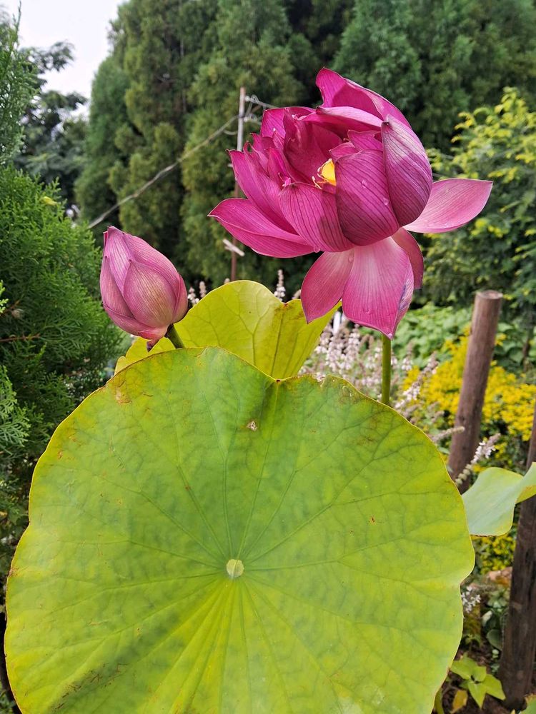 Hybrid Pink Lotus