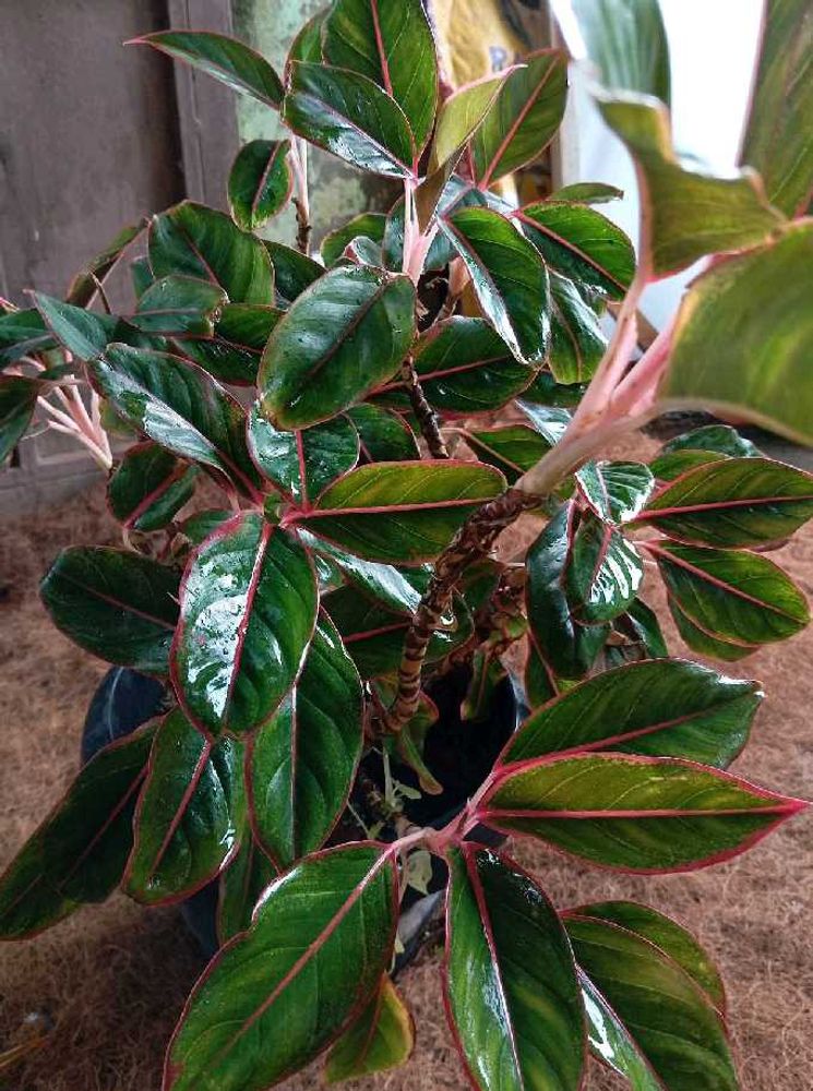 Aglaonema Plant