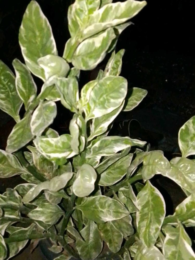 devil backbone succulent plant