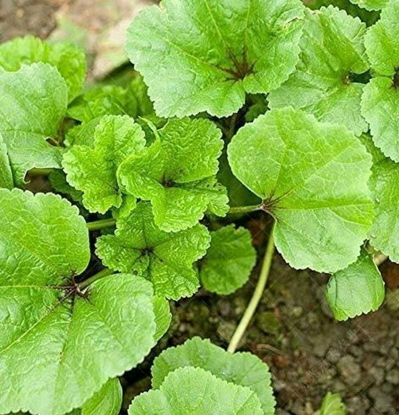 Lafa Saag Pack Of 5000 Seeds