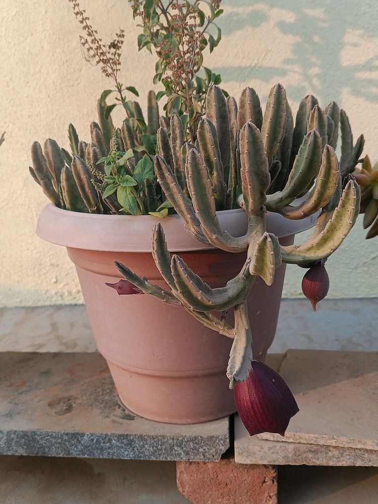 Maroon Cup Plant-Real