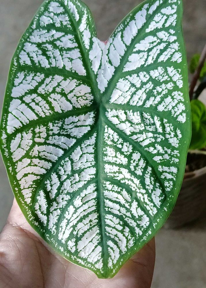 Caladium Plant