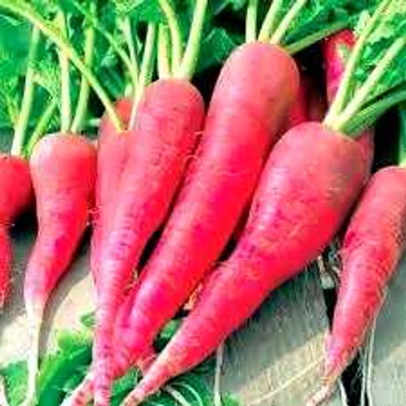 Organic Red Radish 500 Seeds