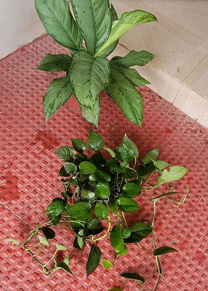 Set2 Plants Evergreen Money&amp; dieffenbachia seguln