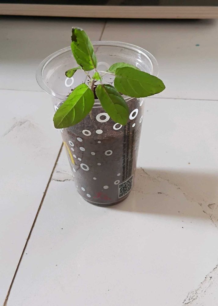 Tulsi plant