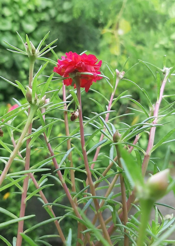 This is beautiful pink portullaca( chini gulab) cutting.get 3_5 cutting