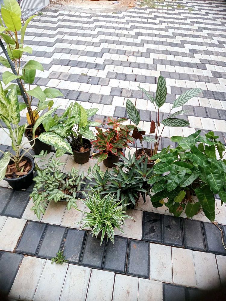 10 Live Root Plants