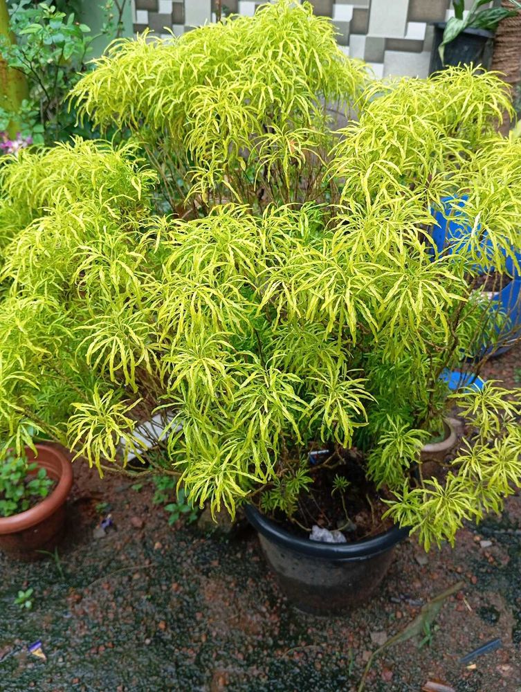 Aralia Plant