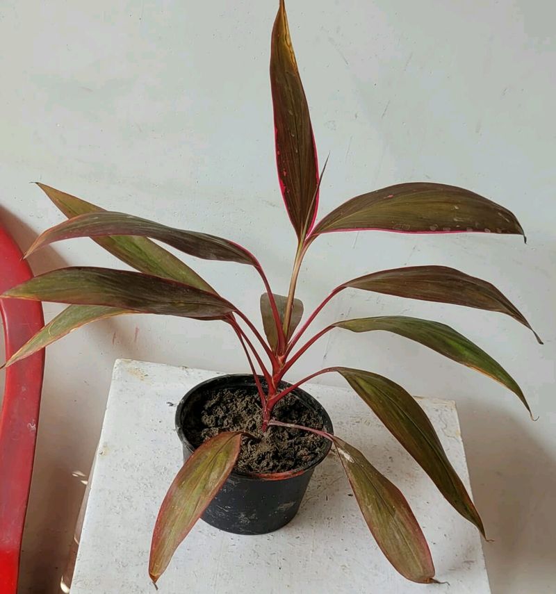 Dracaena Red Ruby Plant 🌵&amp; Pot