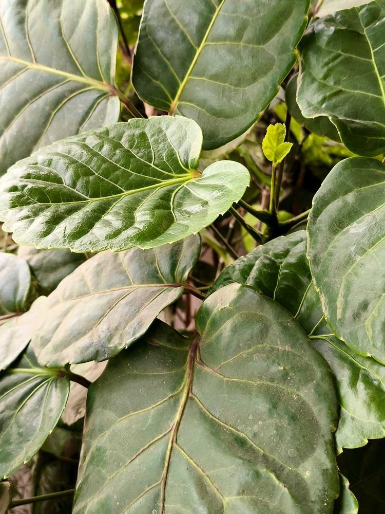Polyscias scutellaria (Aralia) with pot